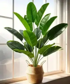 Tall green plant with broad leaves in a woven basket, placed on a sunny windowsill with light streaming in. | 28Alchemy