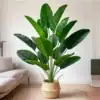 A large potted plant with broad green leaves sits in a woven basket on a light-colored floor in a modern living room. | 28Alchemy