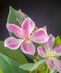 Two pink and white artificial flowers with green leaves against a dark, blurred background. | 28Alchemy