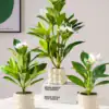 Three potted plants with green leaves and white flowers sit on a white table next to stacked books and wall art in the background. | 28Alchemy