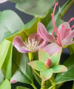 Close-up of artificial pink and white flowers with green leaves and stems against a blurred background. | 28Alchemy