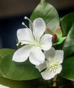 White artificial flowers with green leaves, featuring a small red bud and realistic petal and leaf textures. | 28Alchemy