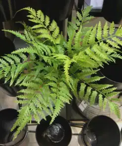 A vibrant green fern plant sits among several empty black pots viewed from above. | 28Alchemy