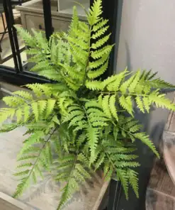A green fern plant with long, feathery leaves sits on a wooden surface near a mirror and shelves. | 28Alchemy