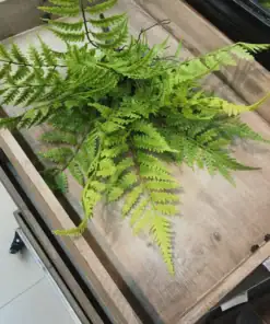 A green fern with delicate fronds rests in a wooden tray on a tiled floor. | 28Alchemy
