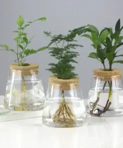 Hydroponic Plants Glass Vase Propagation Station with Wooden Stand