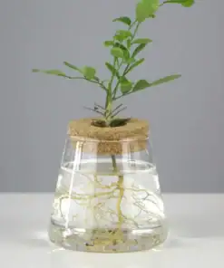 Hydroponic Plants Glass Vase Propagation Station with Wooden Stand - Image 3